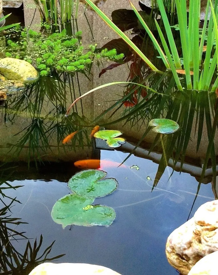 Petit bassin avec poissons rouges, papyrus, nénuphars et bordure en pierres calcaires