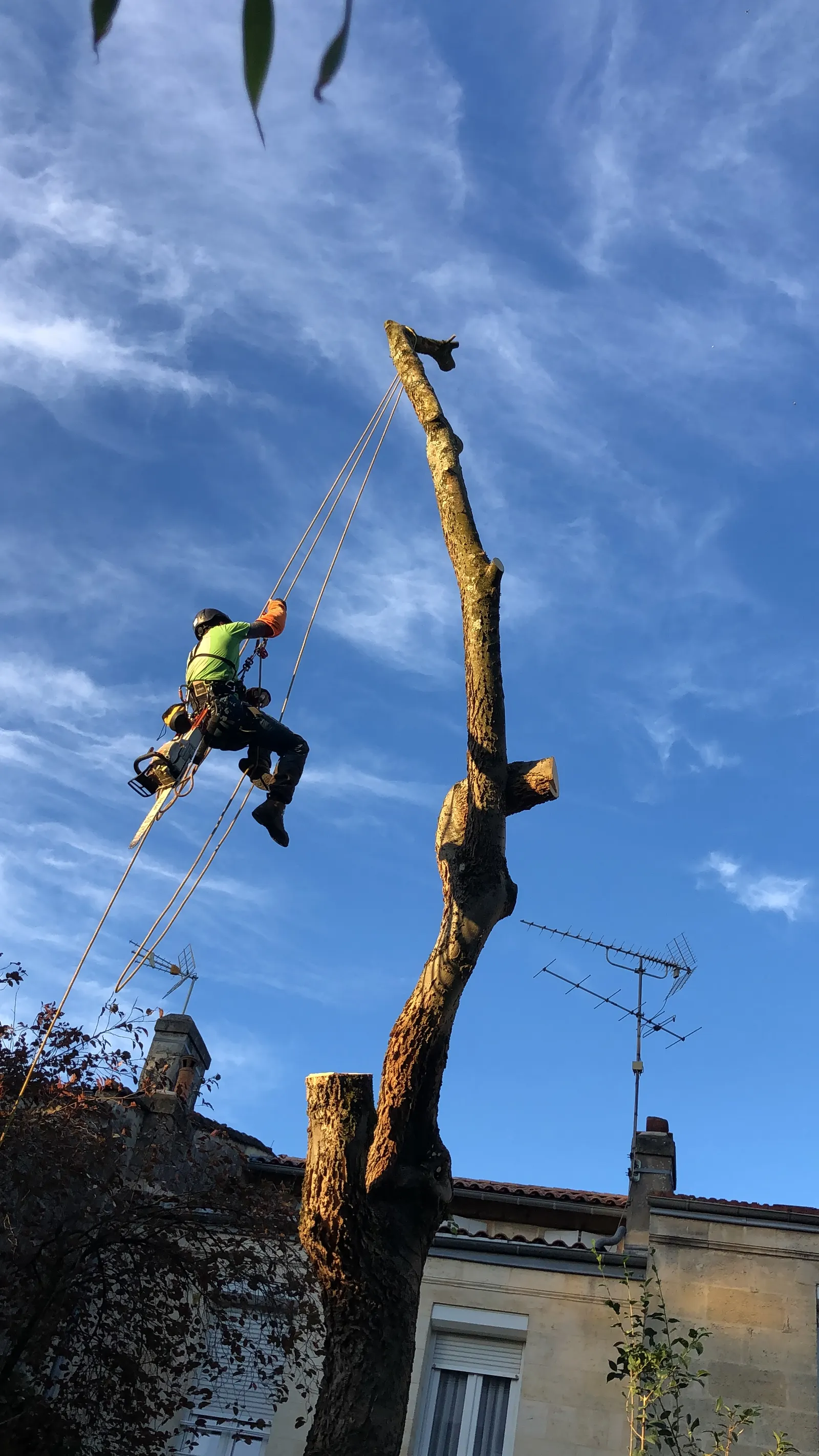 Élagage réalisé par LGB Paysage près de Bordeaux (6)